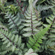 Fern, Athyrium niponicum 'Red Beauty'