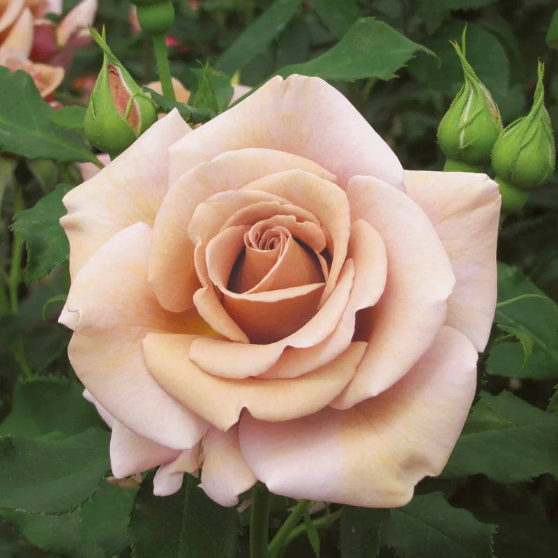 Rosa flor. 'Koko Loko' ™ PP23269 (mauve), Tree Form STD 36""