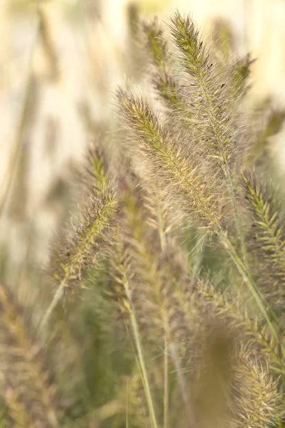 Grass, Pennisetum a. 'Little Bunny'