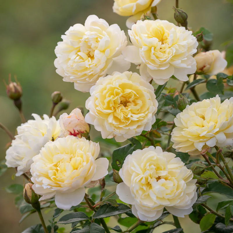 Rosa David Austin® 'Nye Bevan' (yellow)