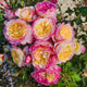 Rosa grand. 'Living The Dream™' (yellow-pink)