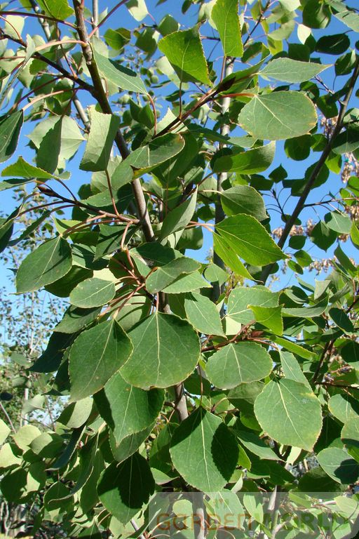 Populus tremuloides (ID)