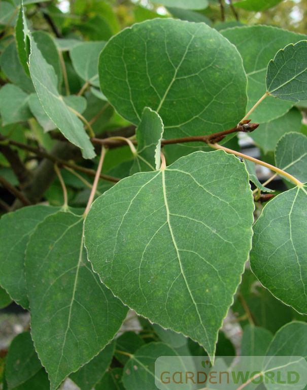 Populus tremuloides (ID)