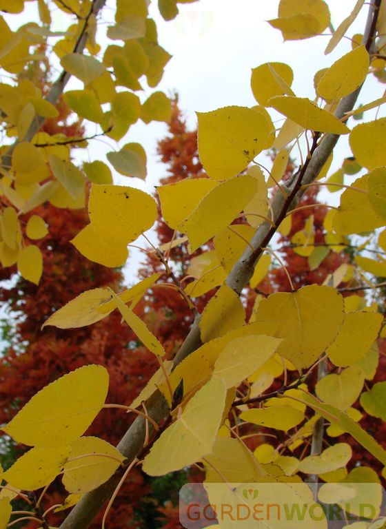 Populus tremuloides (ID)