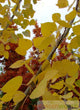 Populus tremuloides (ID)