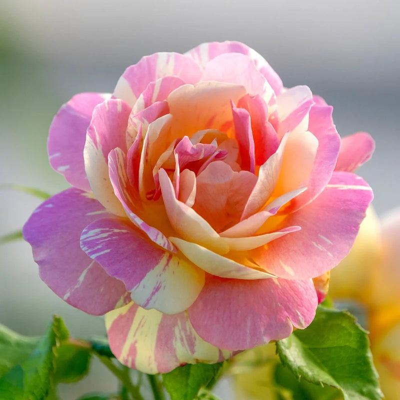 Rosa grand. 'Pop Art™' (yellow-pink), Tree Form STD 36""