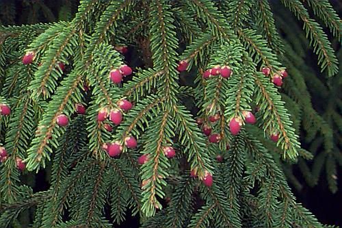 Picea abies