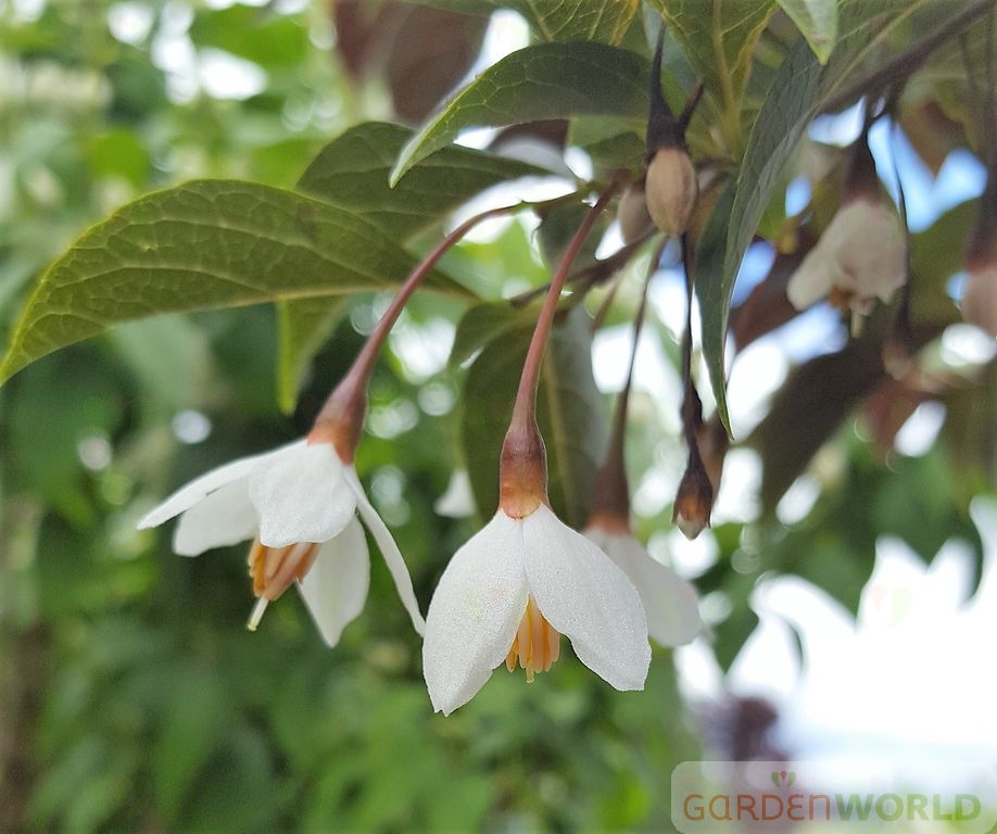 Styrax japonicus 'Evening Light'