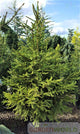 Picea abies