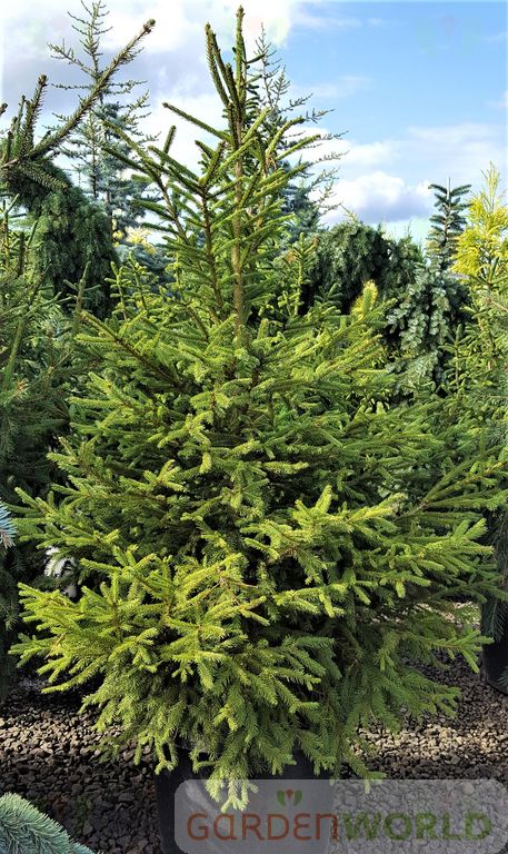 Picea abies