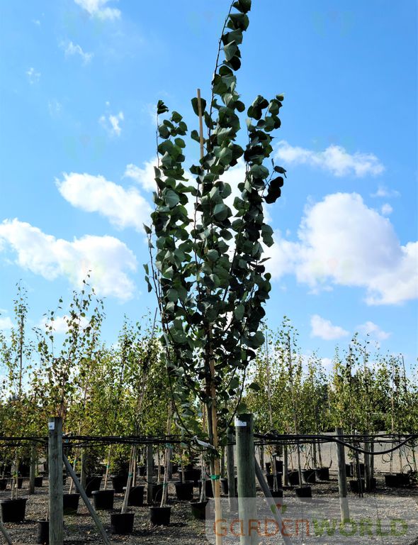 Populus tremuloides (ID)