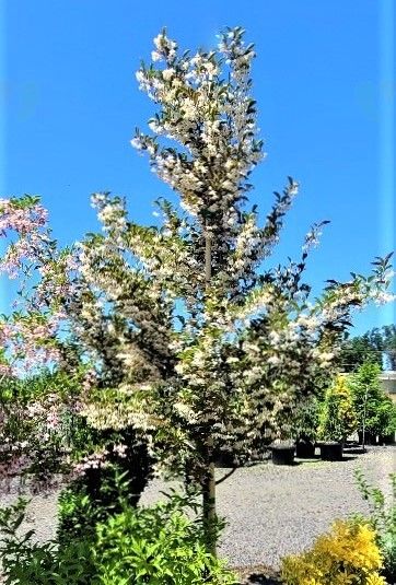 Styrax japonicus 'Evening Light'