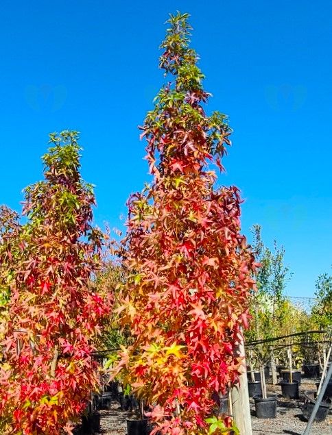 Liquidambar sty. 'Slender Silhouette'