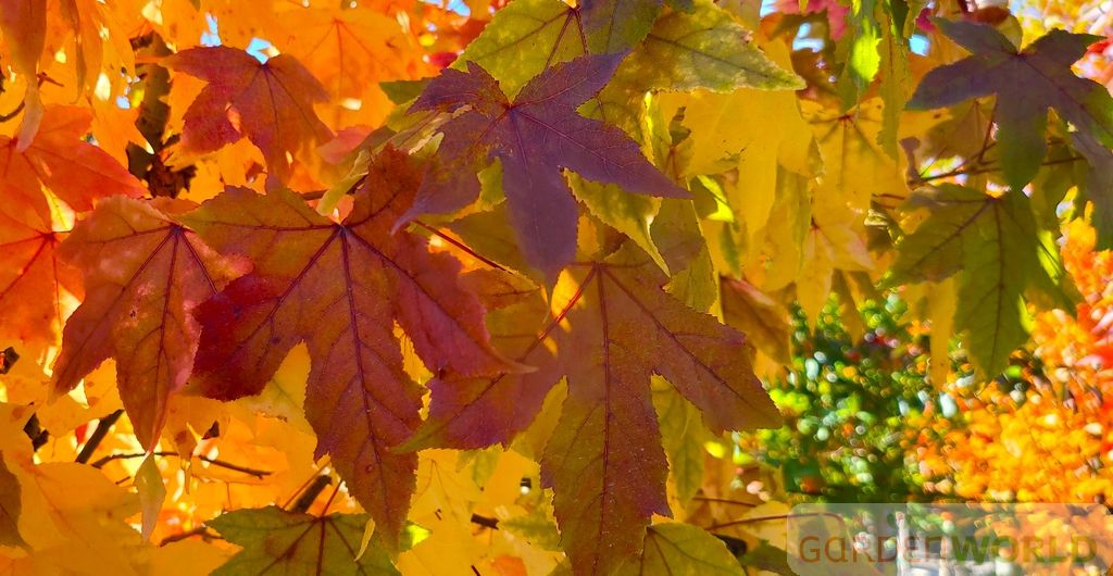 Liquidambar sty. 'Slender Silhouette'