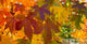 Liquidambar sty. 'Slender Silhouette'