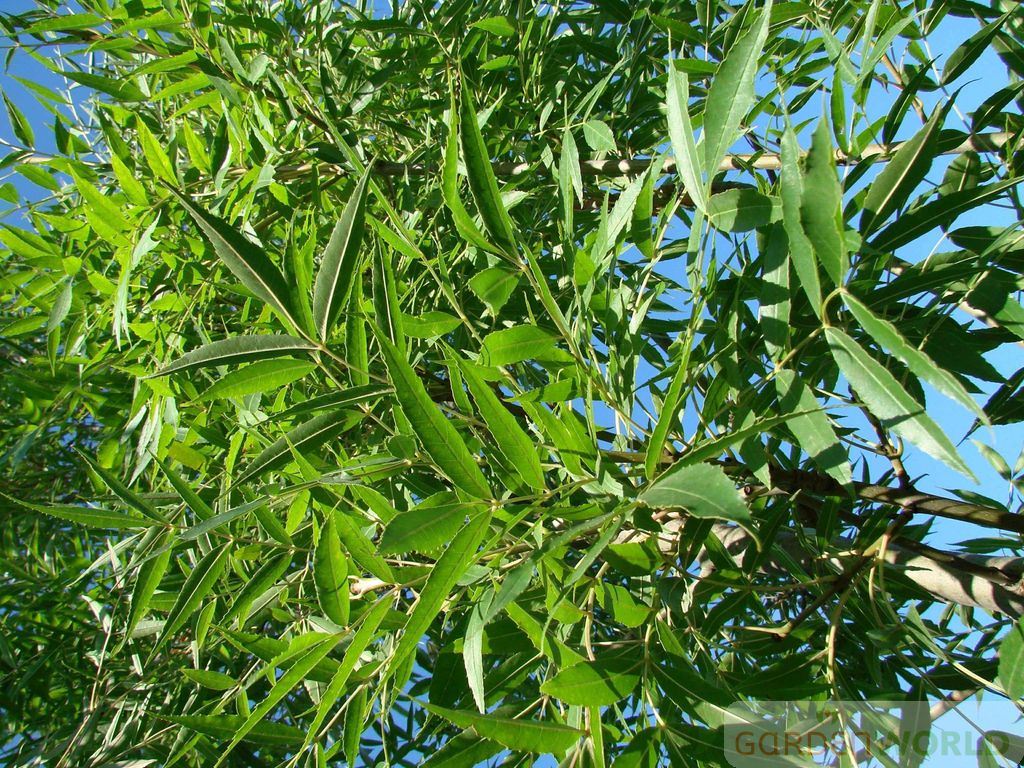 Fraxinus ox. 'Raywood'