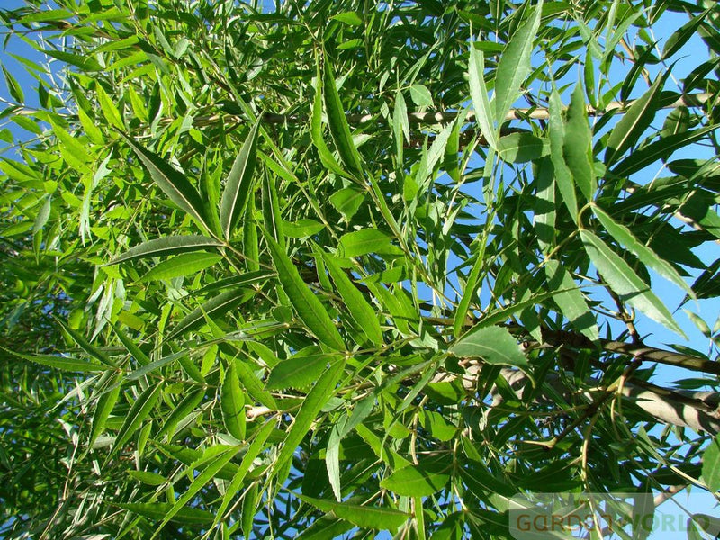 Fraxinus ox. 'Raywood'