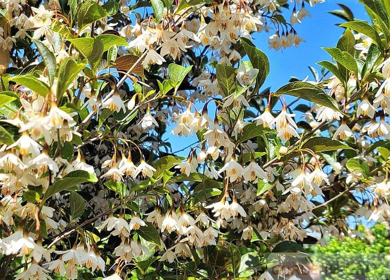 Styrax japonicus 'Evening Light'