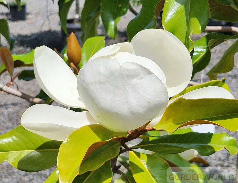 Magnolia gr. 'Bracken's Brown Beauty (white)