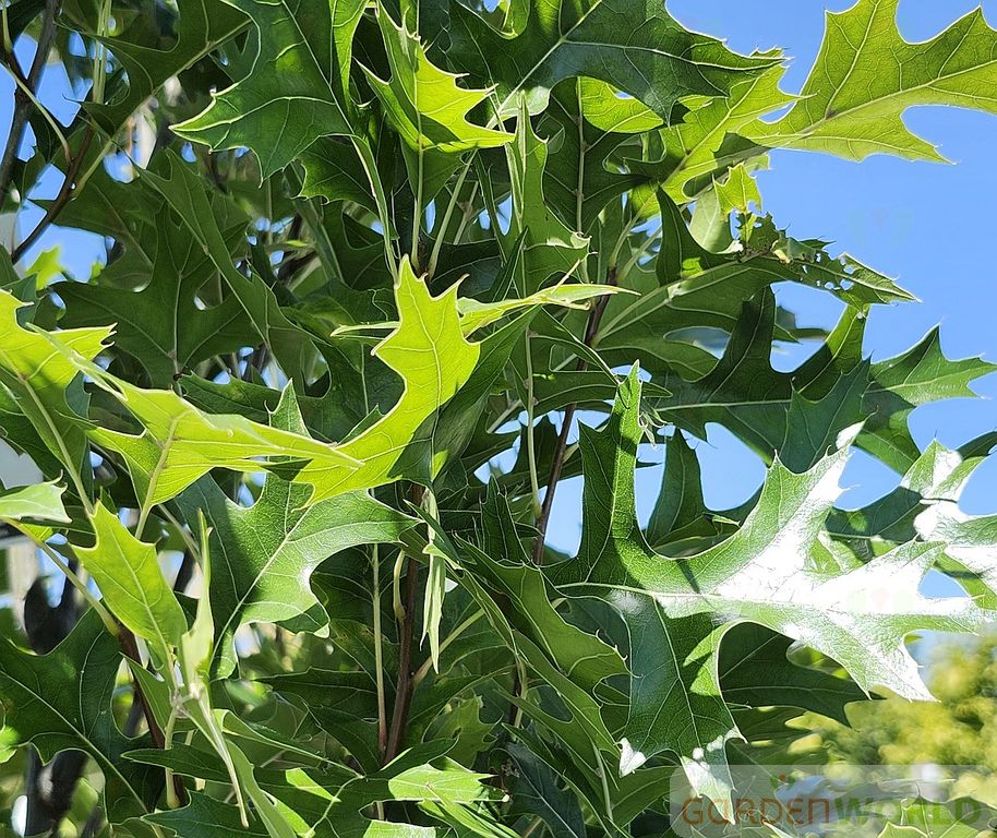 Quercus p. 'Green Pillar'® PP9093 (Columnar)