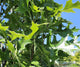 Quercus p. 'Green Pillar'® PP9093 (Columnar)