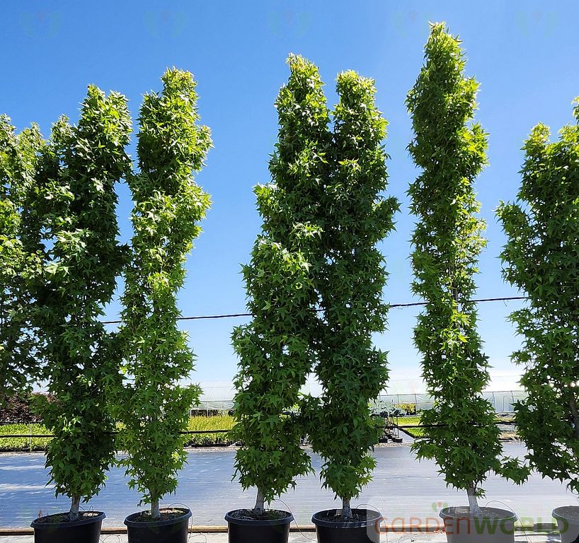 Liquidambar sty. 'Slender Silhouette'