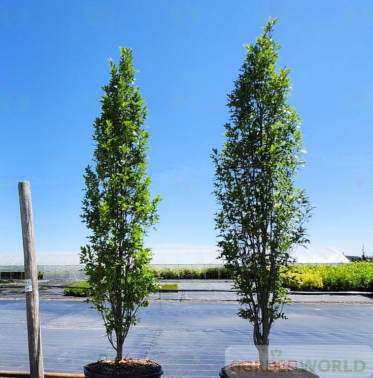 Quercus p. 'Green Pillar'® PP9093 (Columnar)