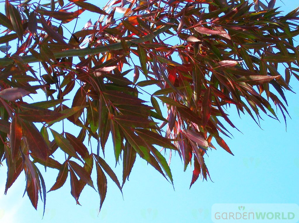 Fraxinus ox. 'Raywood'