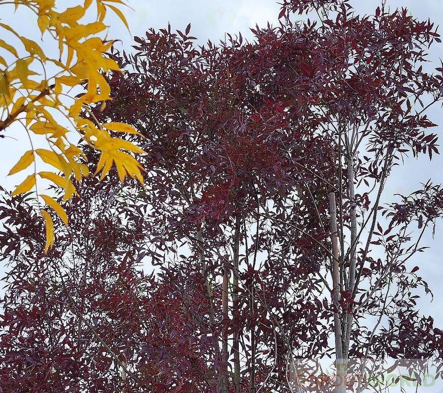 Fraxinus ox. 'Raywood'