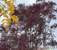Fraxinus ox. 'Raywood'