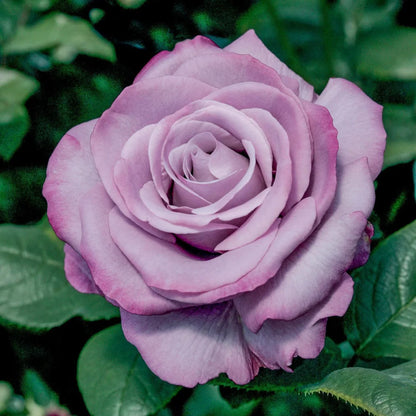 Rosa ht. 'Neptune' PPAF (lavender), Tree Form STD 36""
