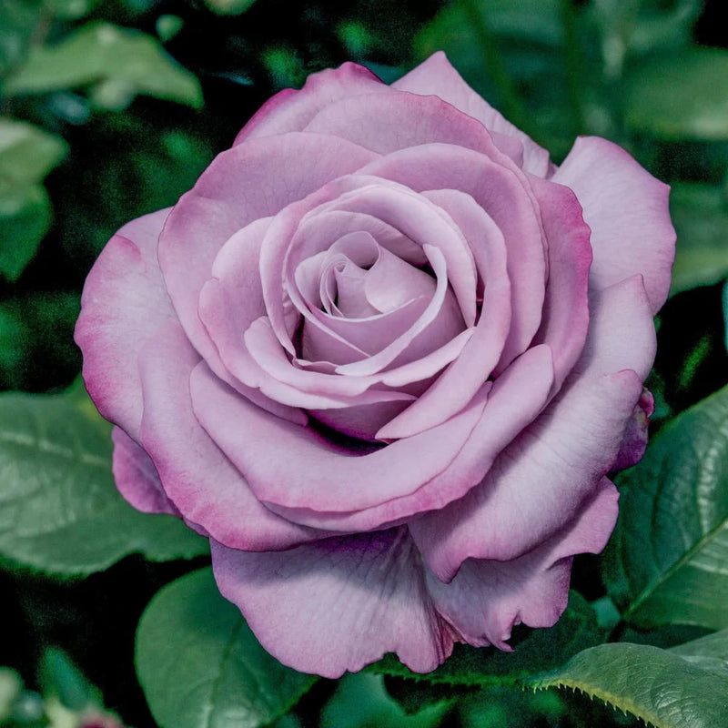 Rosa ht. 'Neptune' PPAF (lavender), Tree Form STD 36""