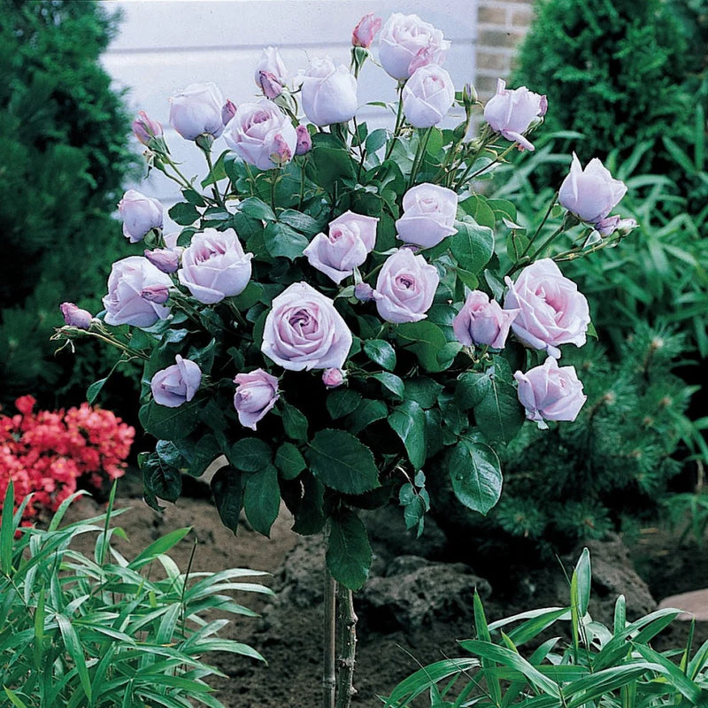 Rosa ht. 'Neptune' PPAF (lavender), Tree Form STD 36""