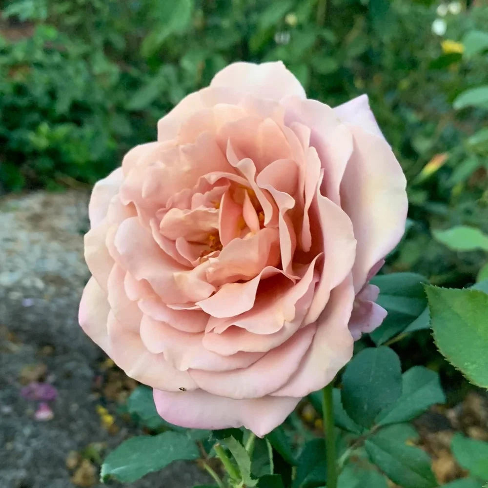 Rosa flor. 'Koko Loko' ™ PP23269 (mauve), Tree Form STD 36""