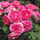 Rosa flor. 'Fashion Forward™' PP19872 (coral-pink)