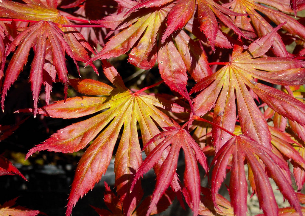 Acer palmatum 'Oshio beni' (CG)