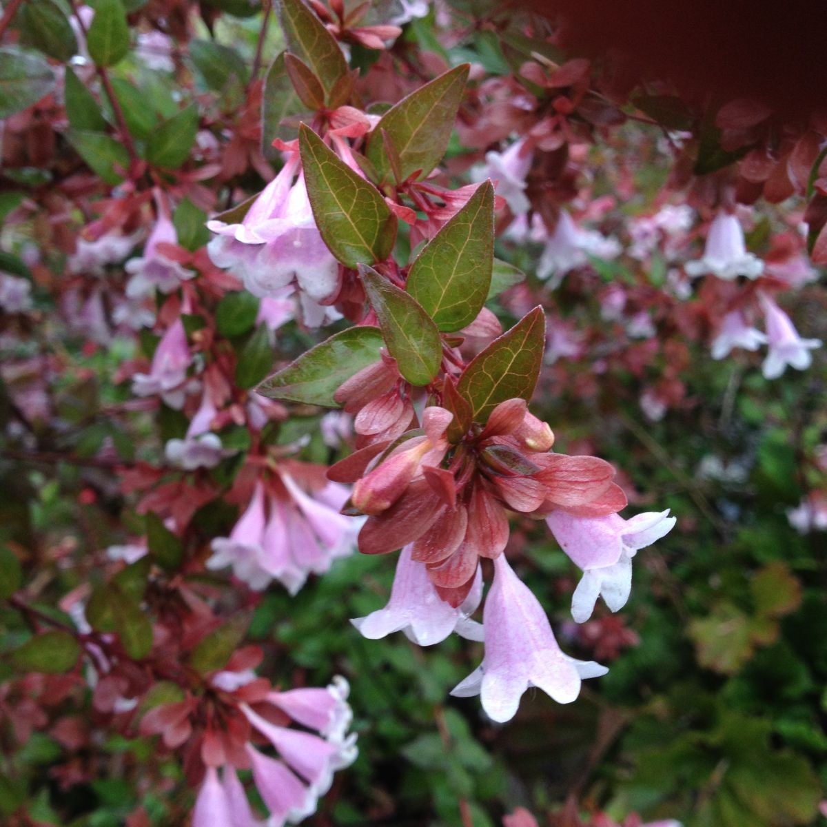 Broadleaf and Deciduous Shrubs