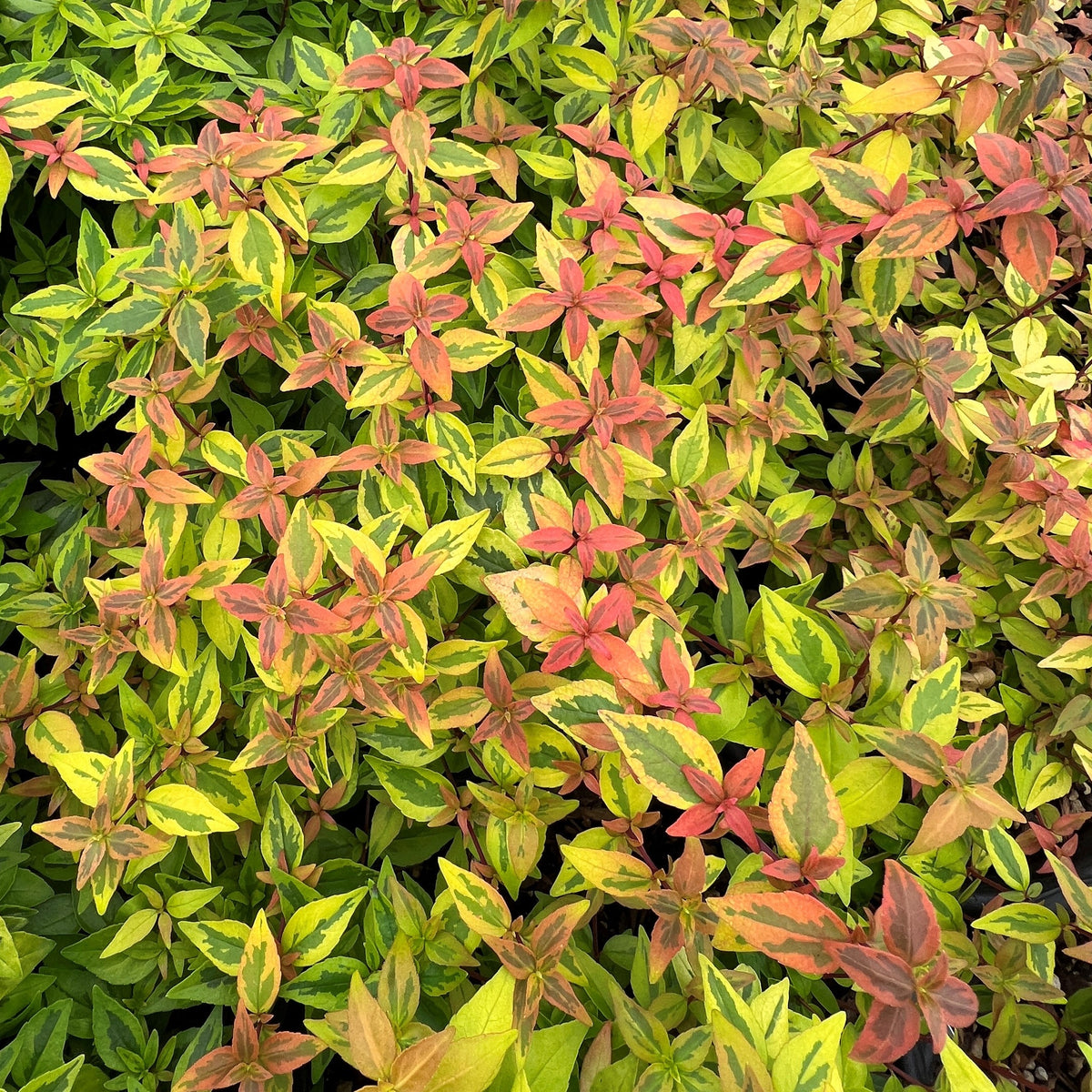 Abelia x gr. 'Kaleidoscope' PP16988