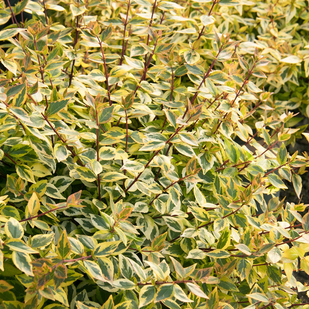 Abelia x gr. 'Kaleidoscope' PP16988