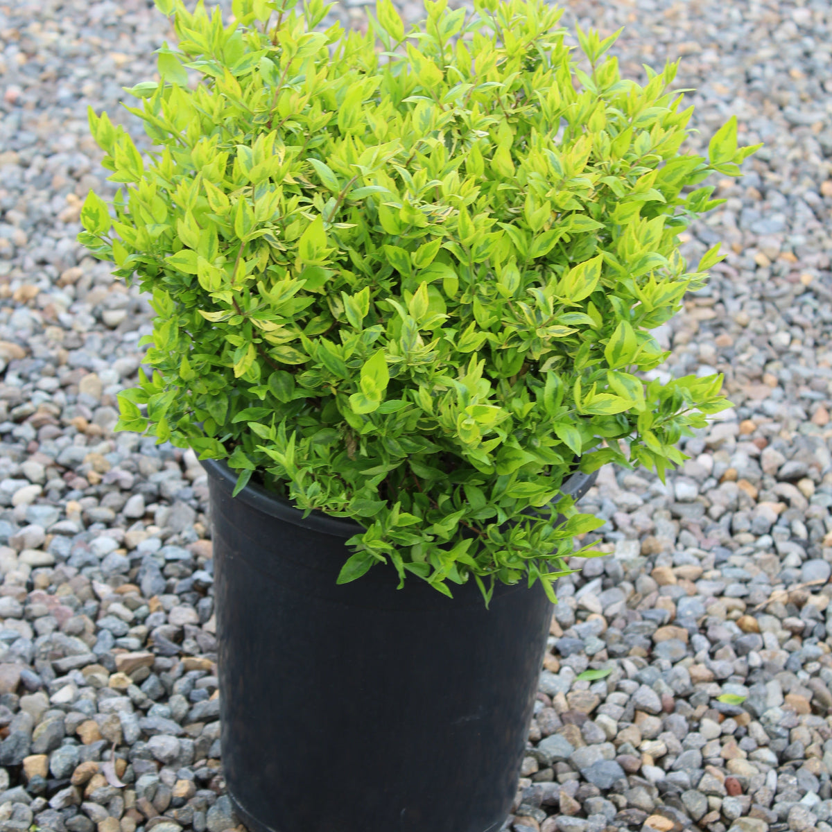 Abelia x gr. 'Kaleidoscope' PP16988