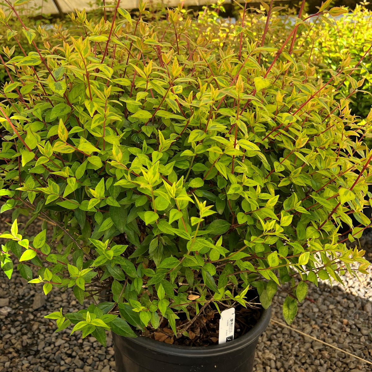 Abelia x gr. 'Kaleidoscope' PP16988