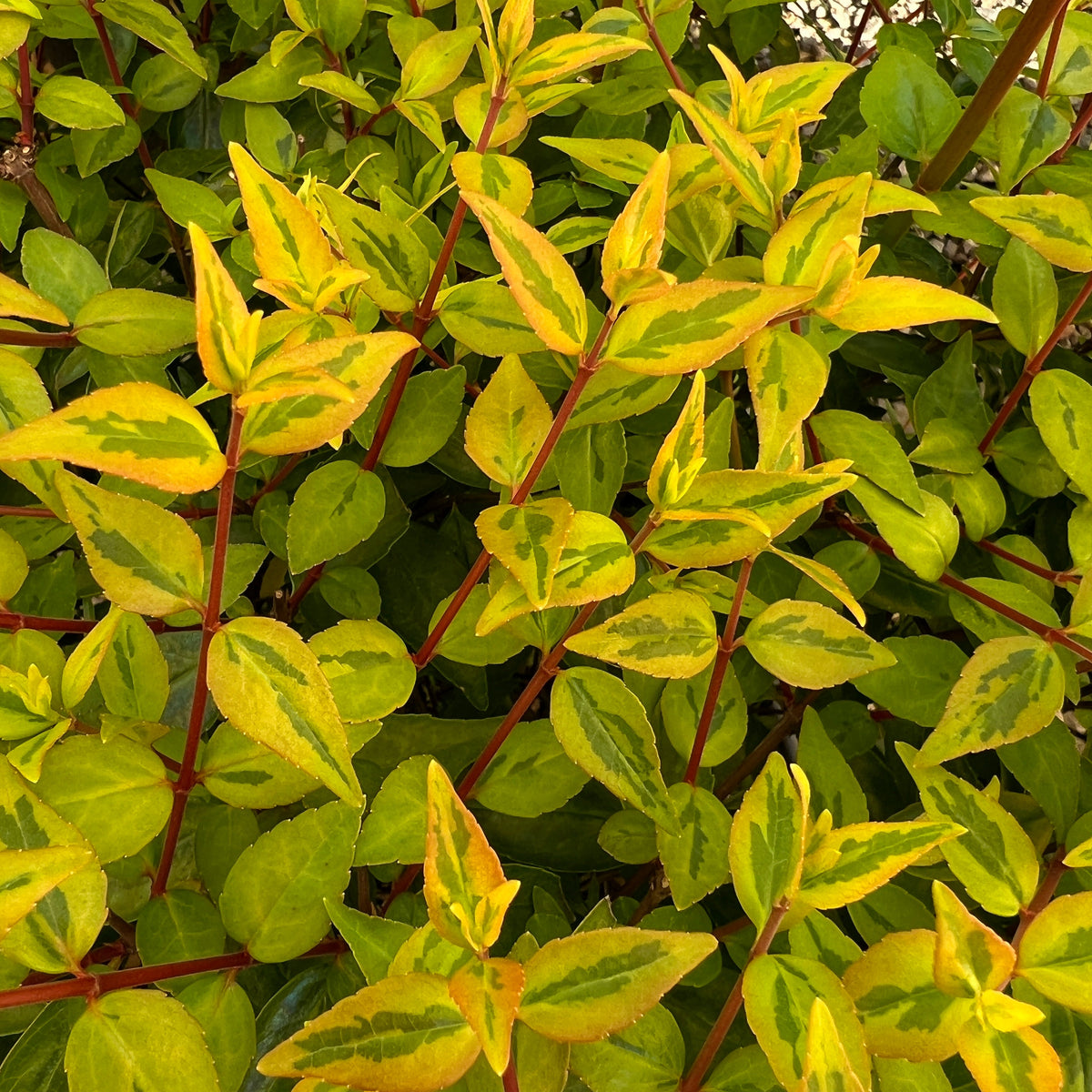 Abelia x gr. 'Kaleidoscope' PP16988