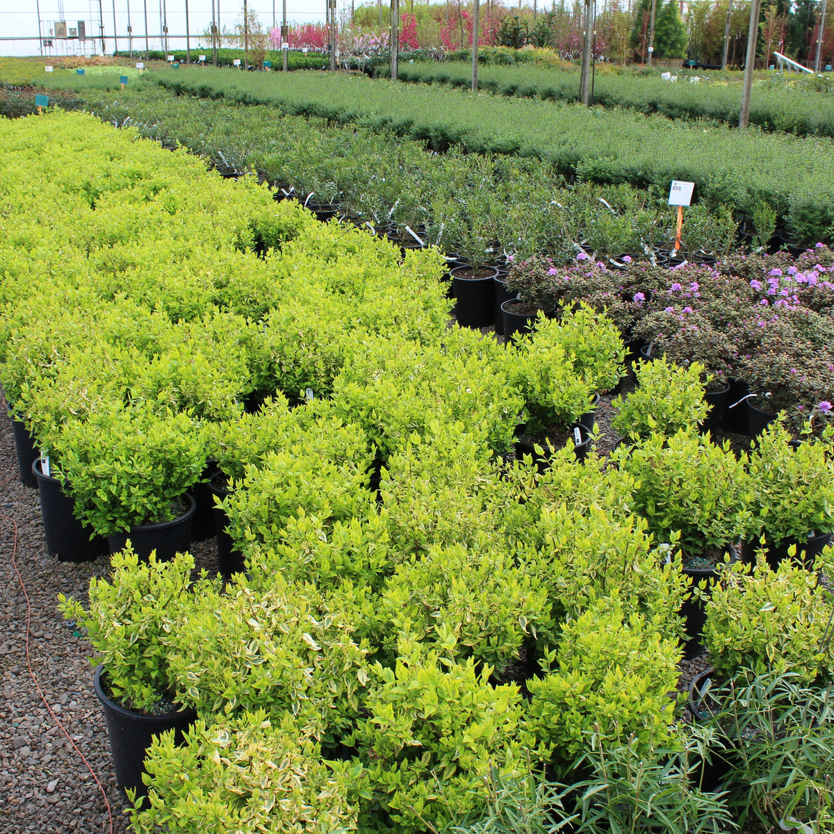 Abelia x gr. 'Kaleidoscope' PP16988