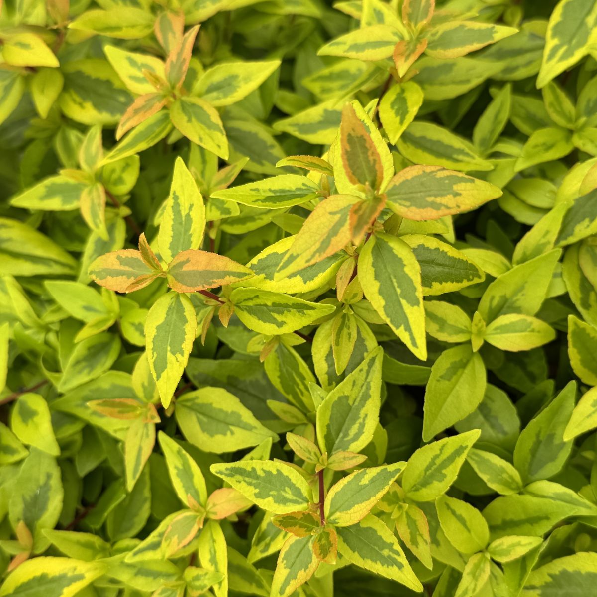 Evergreen Shrubs
