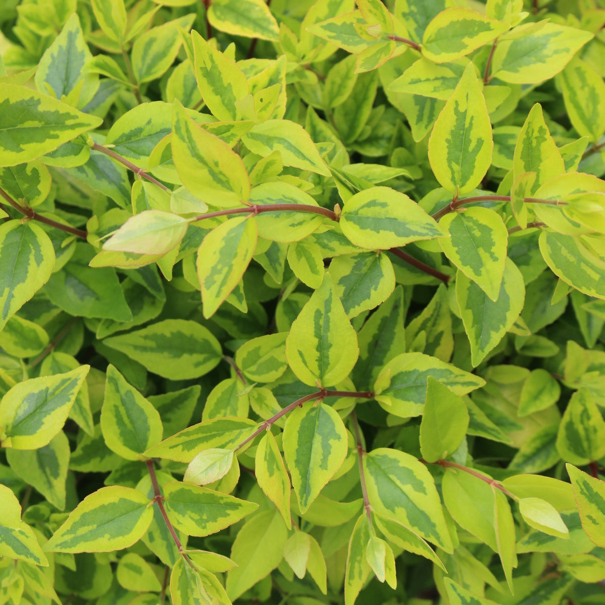 Abelia x gr. 'Kaleidoscope' PP16988
