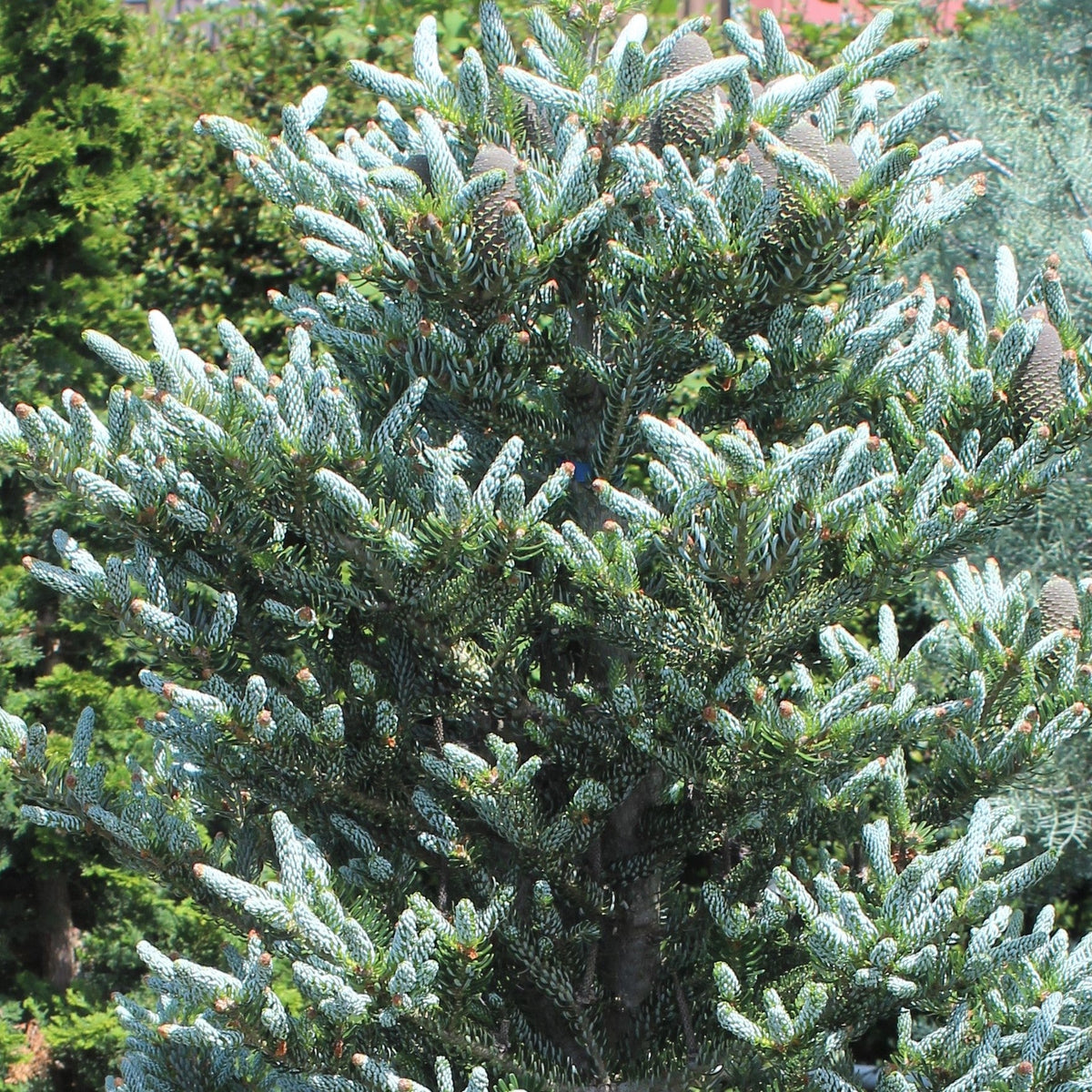Abies koreana 'Horstmann's Silberlocke' (CG)