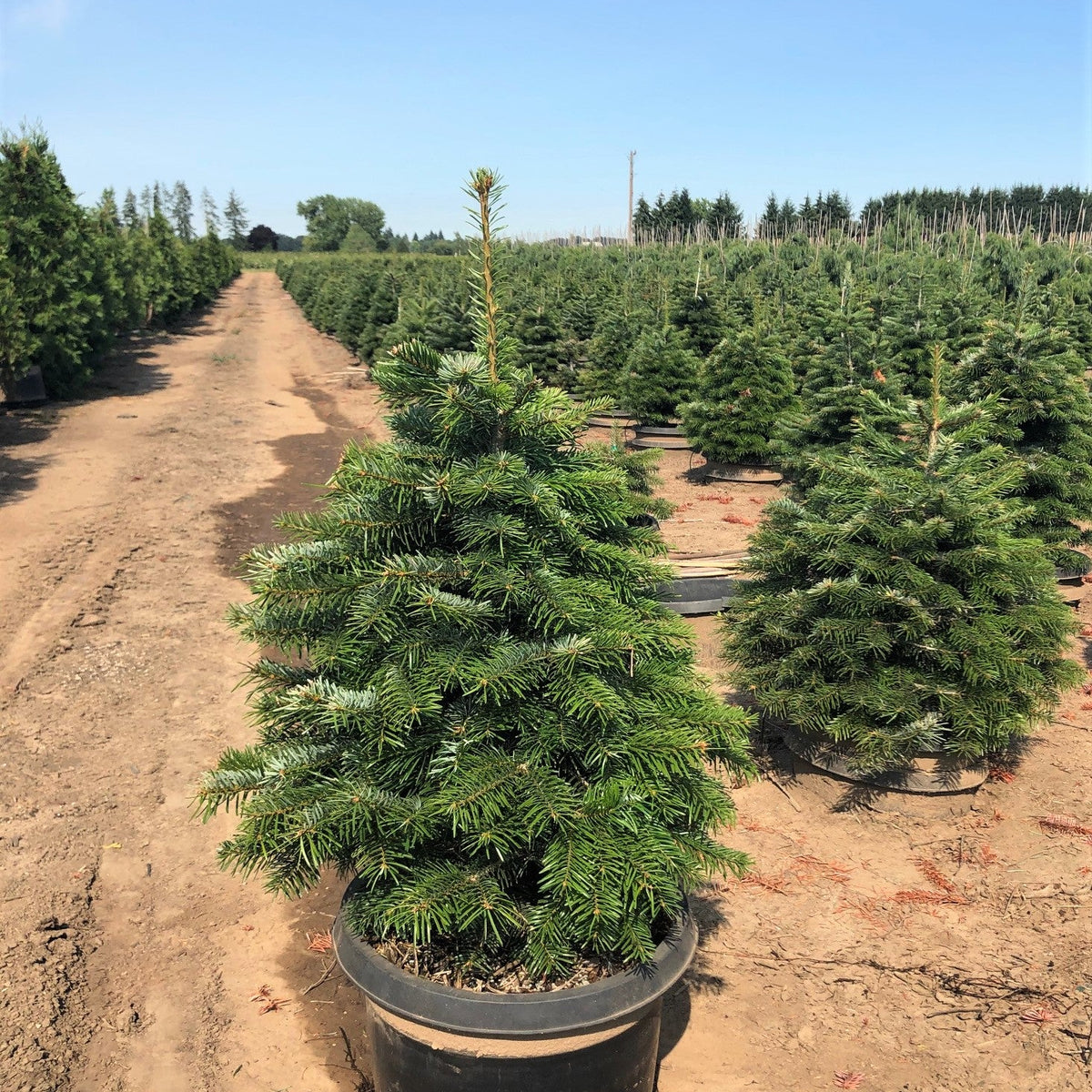 Abies nordmanniana (CG)