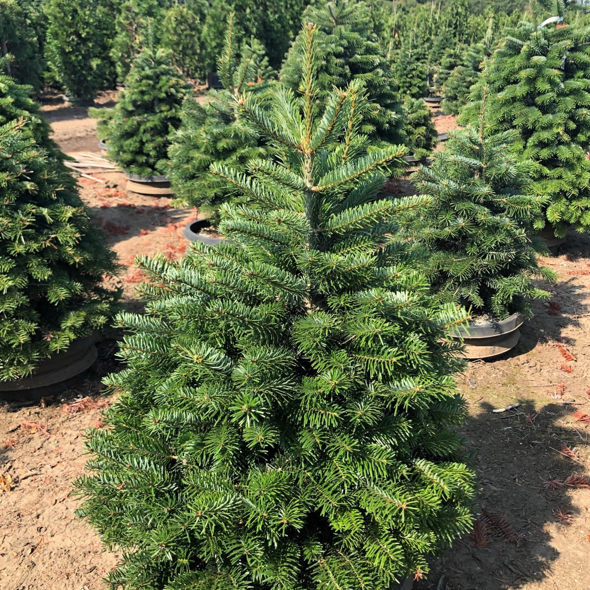 Abies nordmanniana (CG)