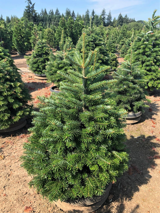 Abies nordmanniana (CG)