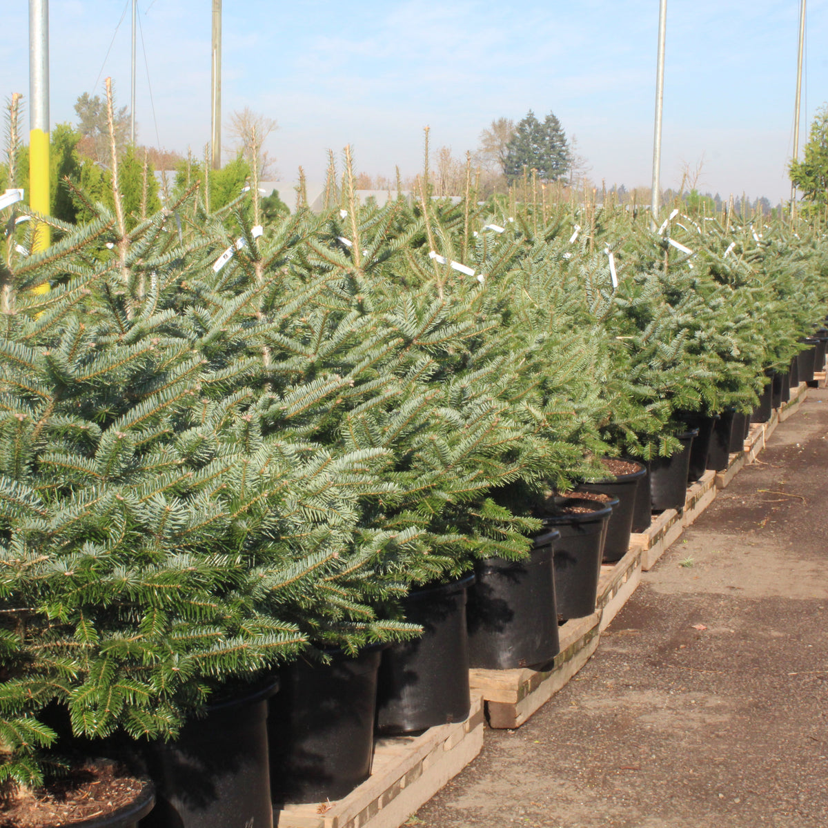 Abies nordmanniana (CG)